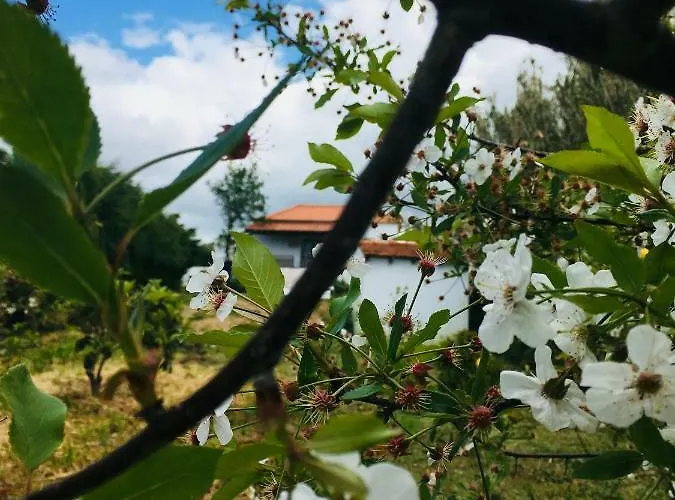 A Casa Dos Avos Апартаменты *